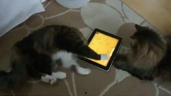 边吃瓜边搞笑视频,解锁欢乐新姿势！