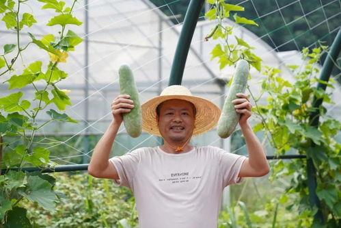 林呱呱吃瓜,揭秘娱乐圈背后的秘密与真相