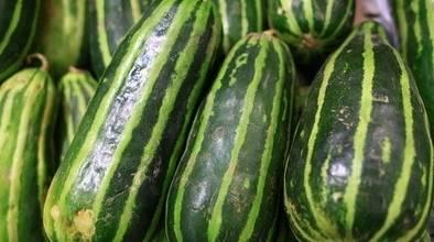 孕期可以吃梢瓜吗,孕期适量食用梢瓜有益健康