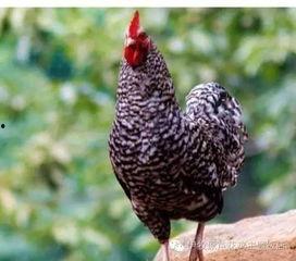 芦花鸡吃瓜,探寻田园生活的甜蜜时光