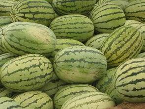 信阳校园吃瓜,揭秘校园生活那些事儿